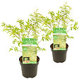 BLOOMIQUE - Lot de 2 - Acer palmatum 'Butterfly' - Érable du Japon - Feuillage panaché - H. 40-50 cm - P. 15 cm - vignette