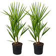 BLOOMIQUE - Lot de 2 - Chamaerops Humilis - Palmier nain européen - Palmier rustique - H. 40-50 cm - P. 15 cm - vignette