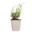BLOOMIQUE - Lavandula Angustifolia 'Hidcote' - Lavande vraie - Plantes de lavande - H. 10-20 cm - P. 9x9 cm - vignette