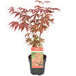 BLOOMIQUE - Acer palmatum Atropurpureum - Érable du Japon - Feuillage pourpre - H. 20-30 cm - P. 10,5 cm - vignette