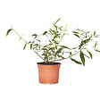 BLOOMIQUE - Lot de 3 - Buddleja Davidii - Arbre aux papillons - Rose, Violet, Blanc - H. 20-30 cm - P. 10,5 cm - vignette