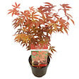BLOOMIQUE - Acer palmatum Atropurpureum - Érable du Japon - Feuillage pourpre - H. 40-50 cm - P. 15 cm - vignette
