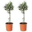 BLOOMIQUE - Lot de 2 - Olea Europaea - Olivier sur tige - Plantes de jardin - H. 30-40 cm - P. 14 cm - vignette