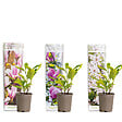 BLOOMIQUE - Lot de 3 - Magnolia Mix - Magnolia - Arbuste - Facile d’entretien - 20-25 cm - vignette