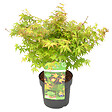 BLOOMIQUE - Acer Palmatum Little Princess - Érable du Japon - Plantes de jardin - H. 50-70 cm - P. 19 cm - vignette