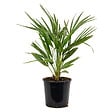 BLOOMIQUE - Chamaerops Humilis - Palmier nain européen - Palmier rustique - H. 60-70 cm - P. 19 cm - vignette