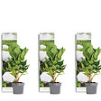 BLOOMIQUE - Lot de 3 - Hydrangea Macrophylla Wudu - Hortensia - Hortensia commun - H. 20-30 cm - P. 10,5 cm - vignette