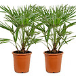 BLOOMIQUE - Lot de 2 - Chamaerops Humilis - Palmier nain européen - Palmier rustique - H. 70-80 cm - P. 21 cm - vignette