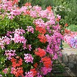 BLOOMIQUE - Lot de 6 - Pelargonium Peltatum - Géraniums retombants - H. 15-20 cm - P. 10,5 cm - vignette