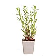 BLOOMIQUE - Gaura Lindheimeri - Gaura - Plantes de jardin - Rustique - H. 10-20 cm - P. 9x9 cm - vignette
