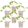BLOOMIQUE - Lot de 6 - Geranium Johnsons Blue - Géranium vivace - Fleurs bleues - H. 10-20 cm - P. 9x9 cm - vignette