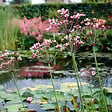 BLOOMIQUE - Butomus Umbellatus - Butome en ombelle - Plantes de bassin - H. 15-25 cm - P. 9 cm - vignette