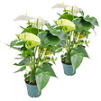 BLOOMIQUE - Lot de 2 - Anthurium - Flamant rose - Blanc - Plante d’intérieur - H. 30-40 cm - P. 12 cm - vignette