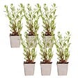 BLOOMIQUE - Lot de 6 - Gaura Lindheimeri - Gaura - Plantes de jardin - Rustique - H. 10-20 cm - P. 9x9 cm - vignette