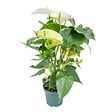BLOOMIQUE - Anthurium - Flamant rose - Blanc - Plante d’intérieur - Dépolluante - Hauteur 30-40 cm - Pot 12 cm - vignette