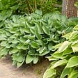 BLOOMIQUE - Lot de 3 - Hosta Sieboldiana 'Elegans' - Hosta - Plantes de jardin - H. 10-20 cm - P. 9x9 cm - vignette