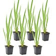 BLOOMIQUE - Lot de 6 - Iris Pseudacorus - Iris jaune - Plantes de bassin - H. 20-30 cm - P. 9 cm - vignette