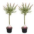 BLOOMIQUE - Lot de 2 - Salix integra 'Flamingo' - Saule panaché - Plantes de jardin - H. 60-80 cm - P. 17 cm - vignette