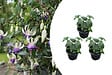 BLOOMIQUE - Lot de 3 - Fuchsia Delta Sarah - Fuchsiatte - Plantes de jardin - Résistante à l'hiver - P. 9 cm - vignette