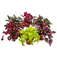 BLOOMIQUE - Lot de 6 - Begonia Beleaf Mix - Bégonia à feuilles - Lot de 6 - Plante d’intérieur - vignette