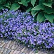 BLOOMIQUE - Lot de 3 - Geranium Johnsons Blue - Géranium vivace - Fleurs bleues - H. 10-20 cm - P. 9x9 cm - vignette