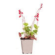 BLOOMIQUE - Heuchera Sanguinea 'Splendens' - Heuchère - Plantes de jardin - Rustique - H. 10-20 cm - P. 9x9 cm - vignette