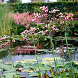 BLOOMIQUE - Lot de 3 - Butomus Umbellatus - Butome en ombelle - Plantes de bassin - H. 15-25 cm - P. 9 cm - vignette