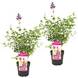 BLOOMIQUE - Lot de 2 - Syringa 'Bloomerang Dark Purple' - Lilas violet - H. 40-50 cm - P. 19 cm - vignette