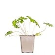 BLOOMIQUE - Geranium Johnsons Blue - Géranium vivace - Fleurs bleues - Rustique - Hauteur 10-20 cm - Pot 9x9 cm - vignette