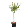 BLOOMIQUE - Salix integra 'Flamingo' - Saule panaché - Plantes de jardin - Rustiques - H. 60-80 cm - P. 17 cm - vignette