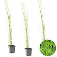 BLOOMIQUE - Lot de 3 - Equisetum Japonicum - Prêle du Japon - Plantes de bassin - H. 20-30 cm - P. 9 cm - vignette