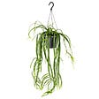 BLOOMIQUE - Lepismium Bolivianum - Plantes d’intérieur - Plantes suspendues - H. 20-30 cm - vignette