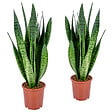 BLOOMIQUE - Lot de 2 - Sansevieria Zeylanica - Langue de belle-mère - H. 50-70 cm - P. 17 cm - vignette