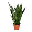 BLOOMIQUE - Sansevieria Black Coral - Langue de belle-mère - Plantes d’intérieur - H. 20-30 cm - P. 12 cm - vignette