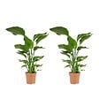BLOOMIQUE - Lot de 2 - Strelitzia Nicolai - Plante Strelitzia - Oiseau de paradis - H. 70-80 cm - vignette