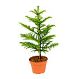 BLOOMIQUE - Araucaria Heterophylla - Araucaria de Norfolk - Plantes d’intérieur - H. 50-60 cm - P. 17 cm - vignette