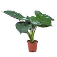 BLOOMIQUE - Alocasia Wentii - Oreille d’éléphant - Plantes d’intérieur - Hauteur 50-60 cm - Pot 19 cm - vignette