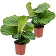BLOOMIQUE - Lot de 2 - Calathea Orbifolia - Plante paon - Plante d’intérieur - H. 40-50 cm - P. 14 cm - vignette