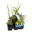 BLOOMIQUE - Lot de 6 - Plantes de bassin indigènes - Zones de bassin 1-2-3 - H. 15-25 cm - P. 9 cm - vignette