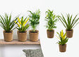 BLOOMIQUE - Lot de 3 - Mélange de plantes tropicales d’intérieur avec panier en jonc de mer luxe - Dépolluantes - vignette