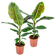 BLOOMIQUE - Lot de 2 - Musa Dwarf Cavendish - Bananier d’intérieur - H. 80-100 cm - P. 21 cm - vignette
