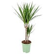 BLOOMIQUE - Dragonier - Dracaena 'Marginata' chaque - Plante d'intérieur - Hauteur 65-75 cm - Pot 17 cm - vignette