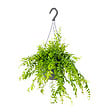 BLOOMIQUE - Aeschynanthus Mona Lisa - Plante Rouge à Lèvres - Plante suspendue - H. 20-30 cm - P. 17 cm - vignette