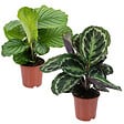 BLOOMIQUE - Lot de 2 Calathea - Medallion et Orbifolia - Plantes paon - Dépolluantes - H. 40-50 cm - P. 14 cm - vignette