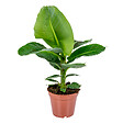 BLOOMIQUE - Musa Dwarf Cavendish - Bananier d’intérieur - Plante d’intérieur - H. 60-70 cm - P. 17 cm - vignette
