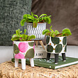 BLOOMIQUE - Lot de 3 - Dionaea Muscipula - Plante Carnivore - Facile d’entretien - 05-10 cm - vignette