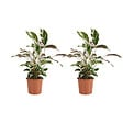 BLOOMIQUE - Lot de 2 - Calathea White Fusion - Plante paon - Plantes d'intérieur - H. 60-80 cm - P. 17 cm - vignette