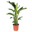 BLOOMIQUE - Strelitzia Nicolai - Plante Strelitzia - Oiseau de paradis - Plante d'intérieur grande - H. 70-80 cm - vignette