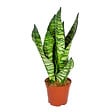 BLOOMIQUE - Sansevieria Zeylanica - Langue de belle-mère - Plantes d’intérieur - H. 30-40 cm - P. 12 cm - vignette