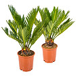 BLOOMIQUE - Lot de 2 - Cycas Revoluta - Cycas du Japon - Palmier d'intérieur - H. 30-40 cm - P. 12 cm - vignette